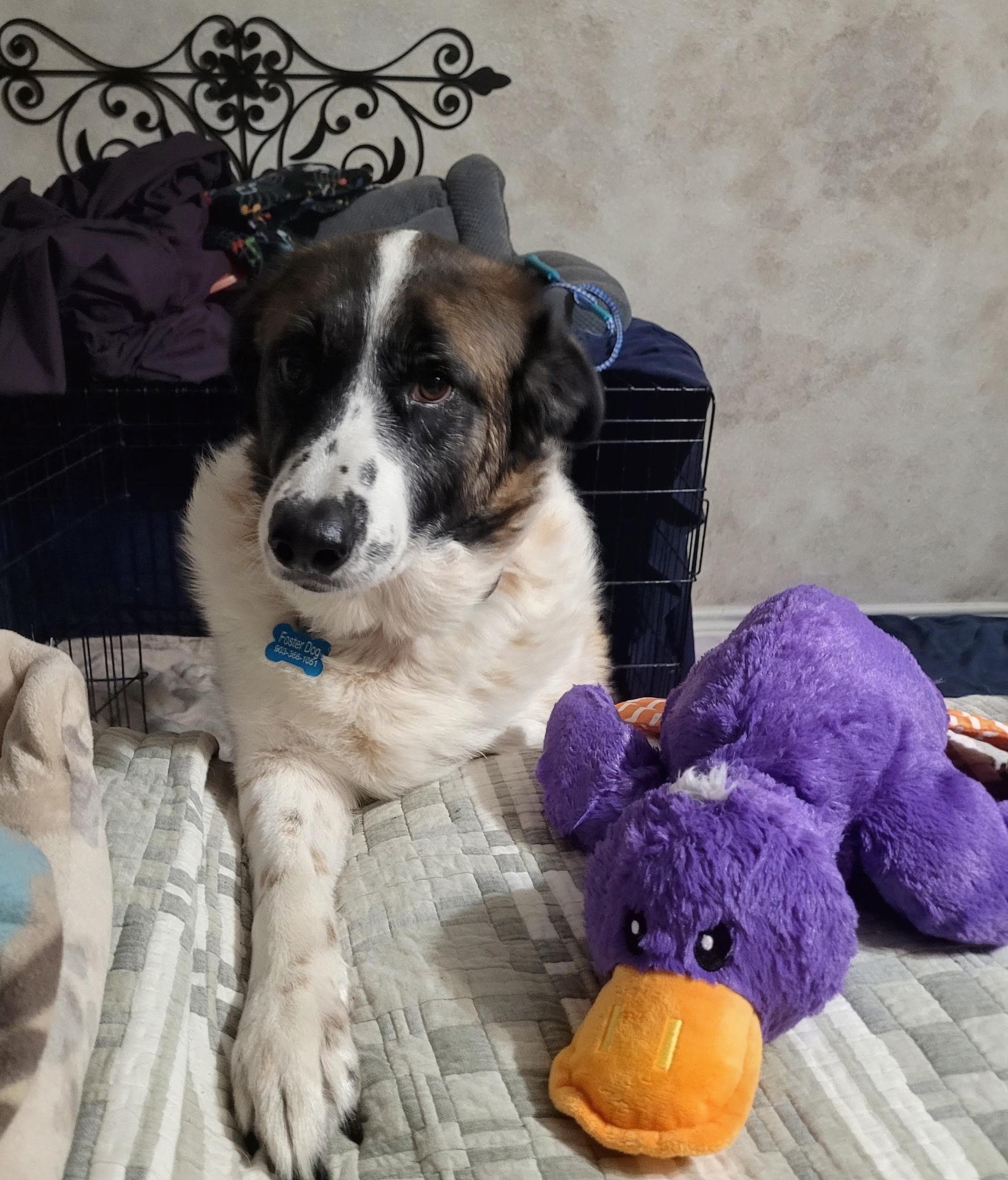 Cindy Lou, Adoptable, Adult Female Great Pyrenees & Australian Shepherd.