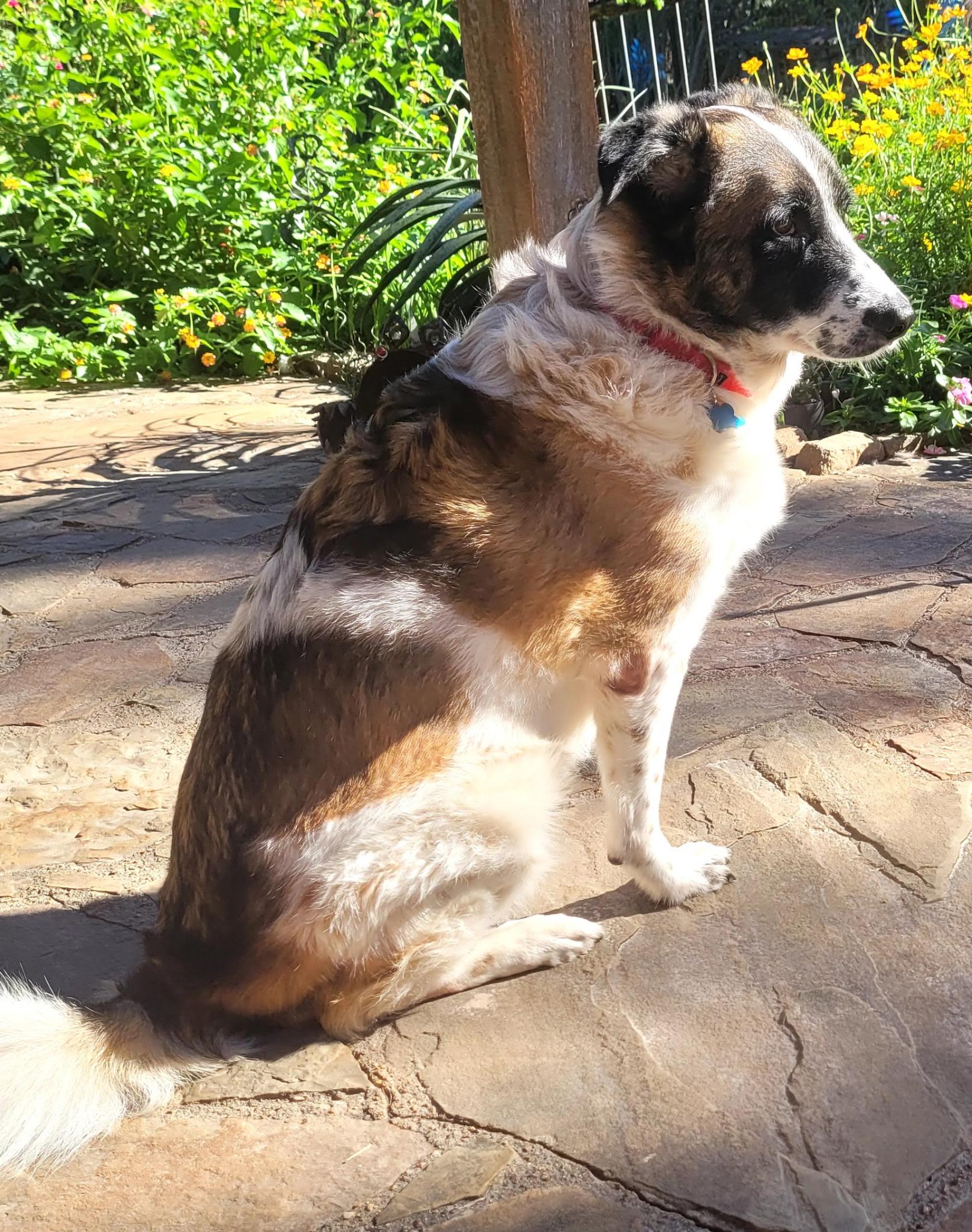 Enlarge Cindy Lou, a Adoptable mixed breed in Chatham, NJ image 4/6