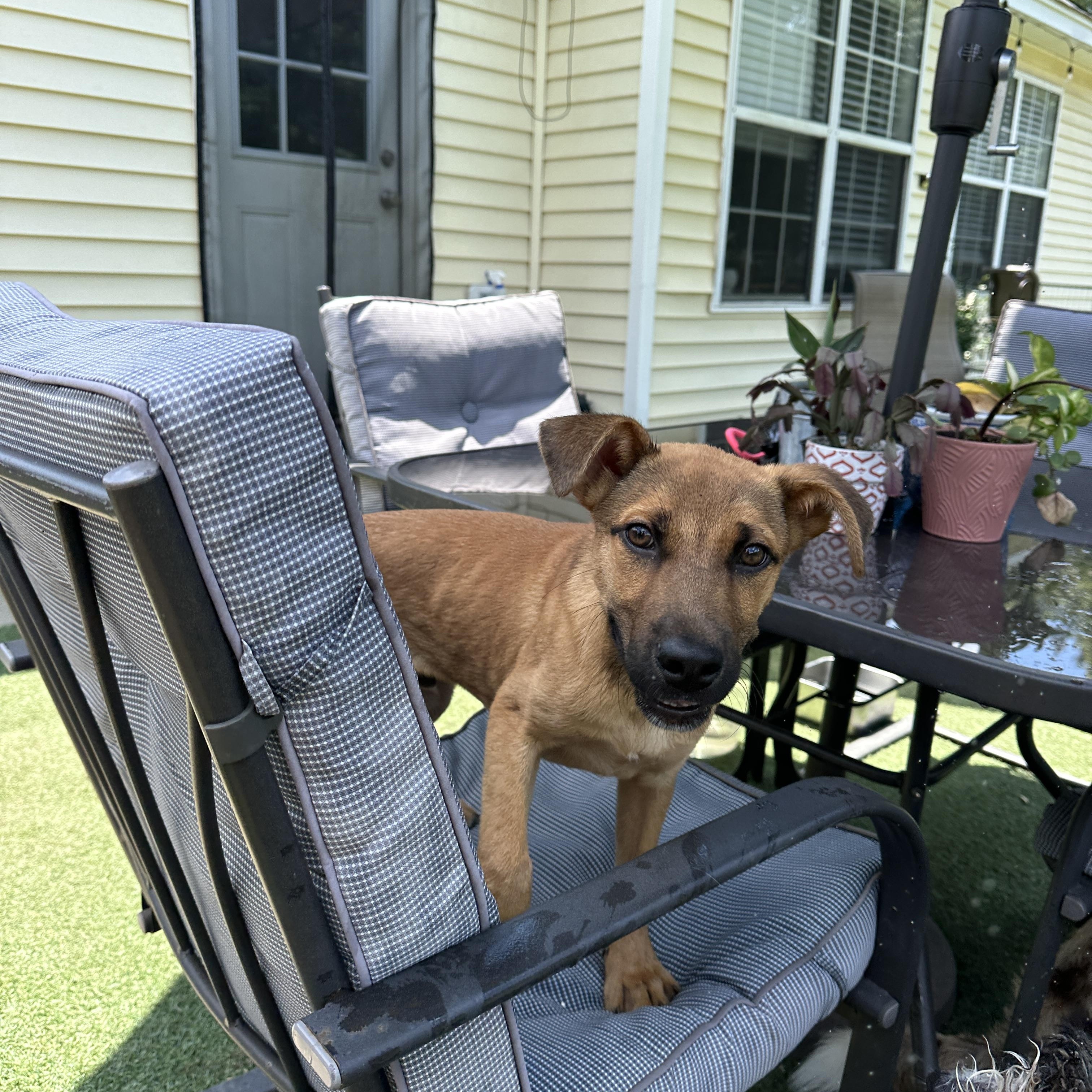 Enlarge Radar, a ADOPTABLE Mixed Breed in charleston, SC image 2/3