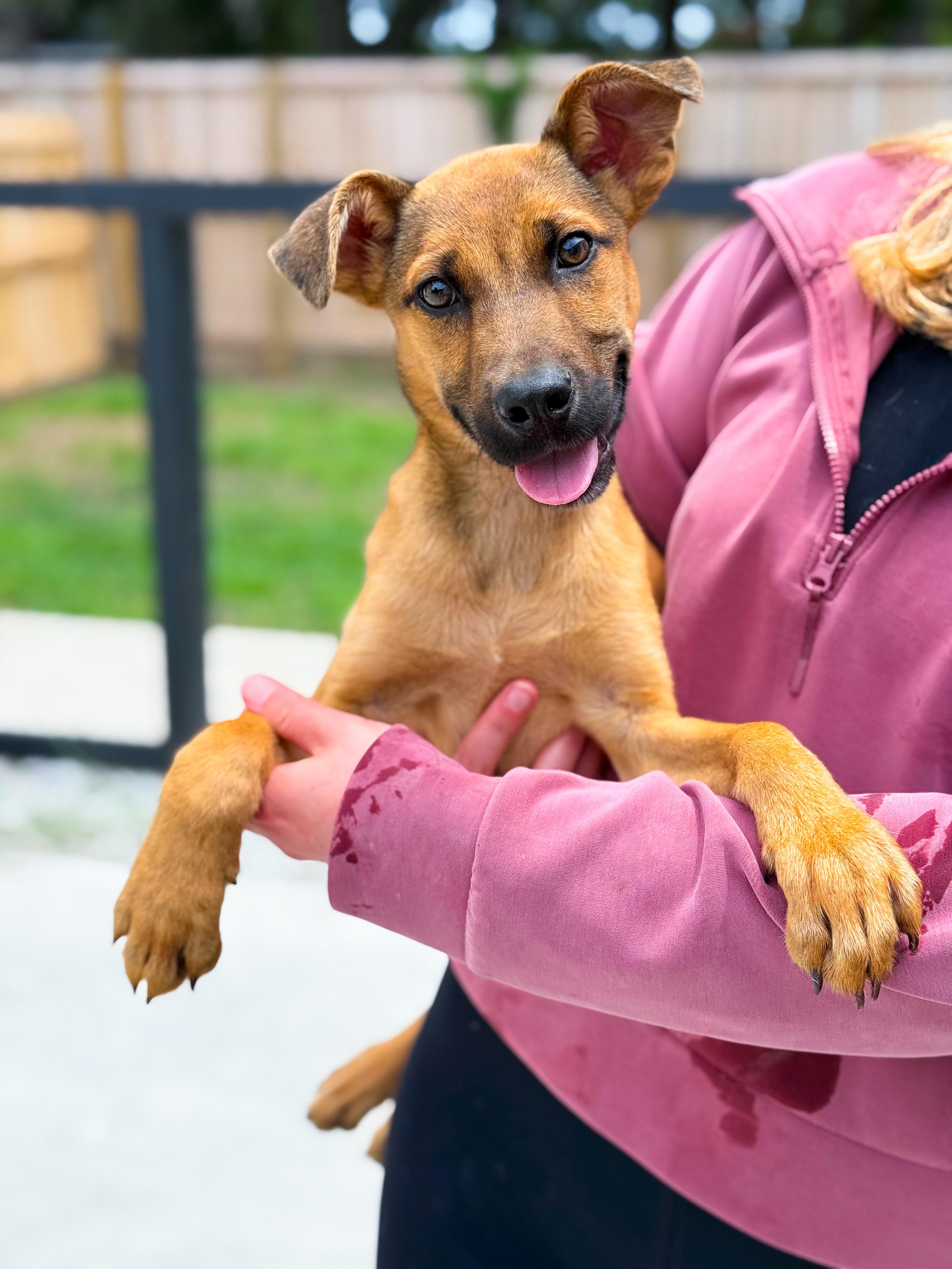 Enlarge Radar, a ADOPTABLE Mixed Breed in charleston, SC image 1/3