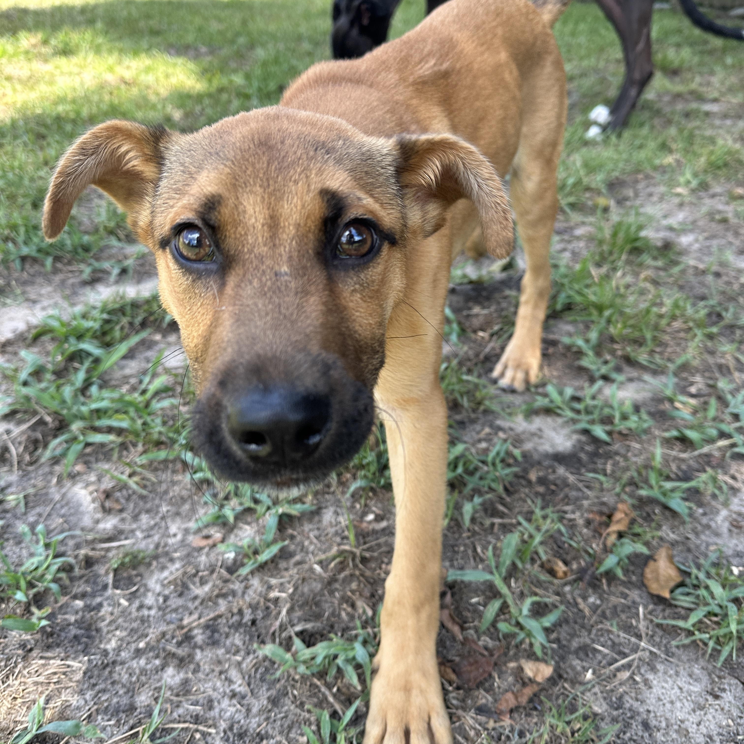 Enlarge Radar, a ADOPTABLE Mixed Breed in charleston, SC image 3/3