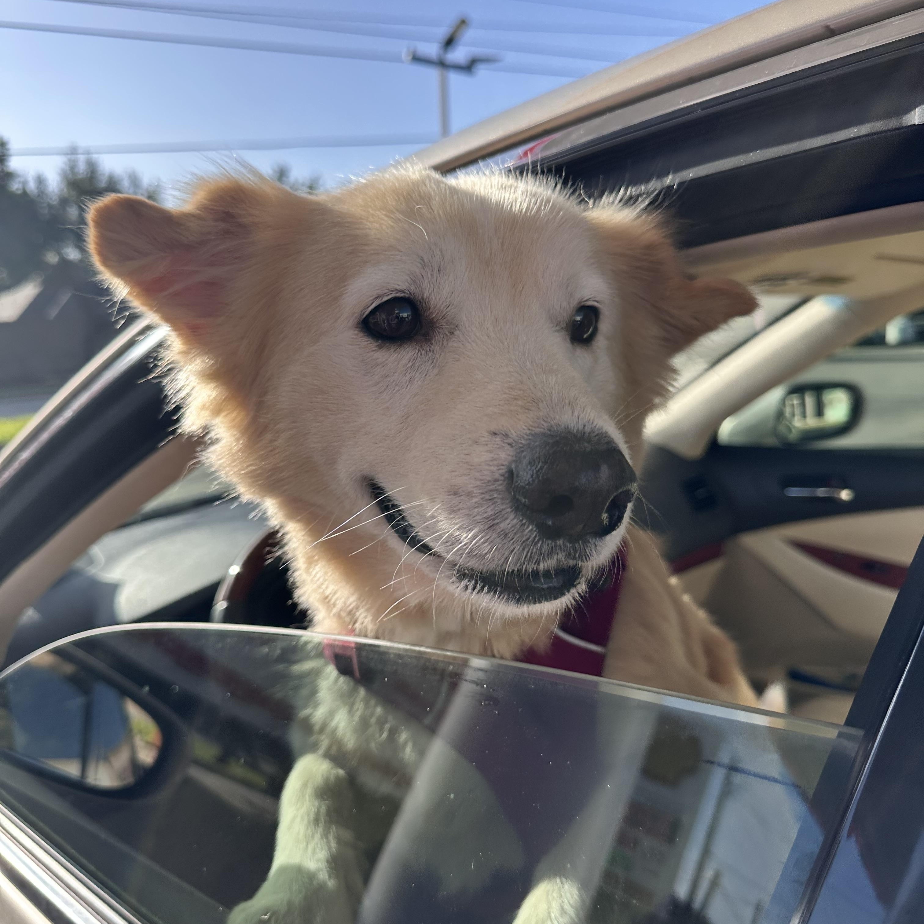 Abuelo - "Welly"-someone said - "Car ride", ADOPTABLE, Adult • Male, Golden Retriever & Chow Chow.