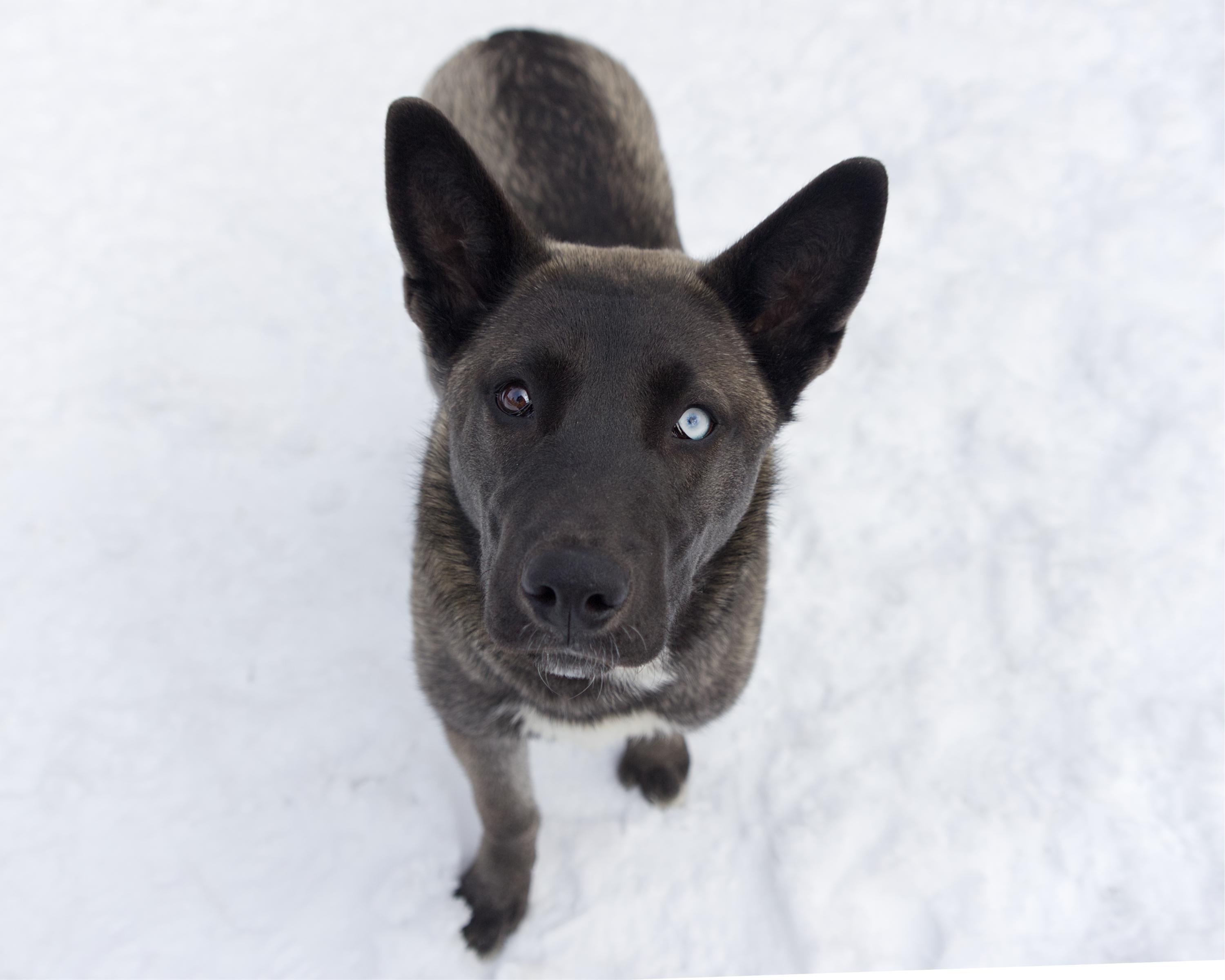 Troy, an adoptable mixed breed in Winnipeg, MB image 3/3