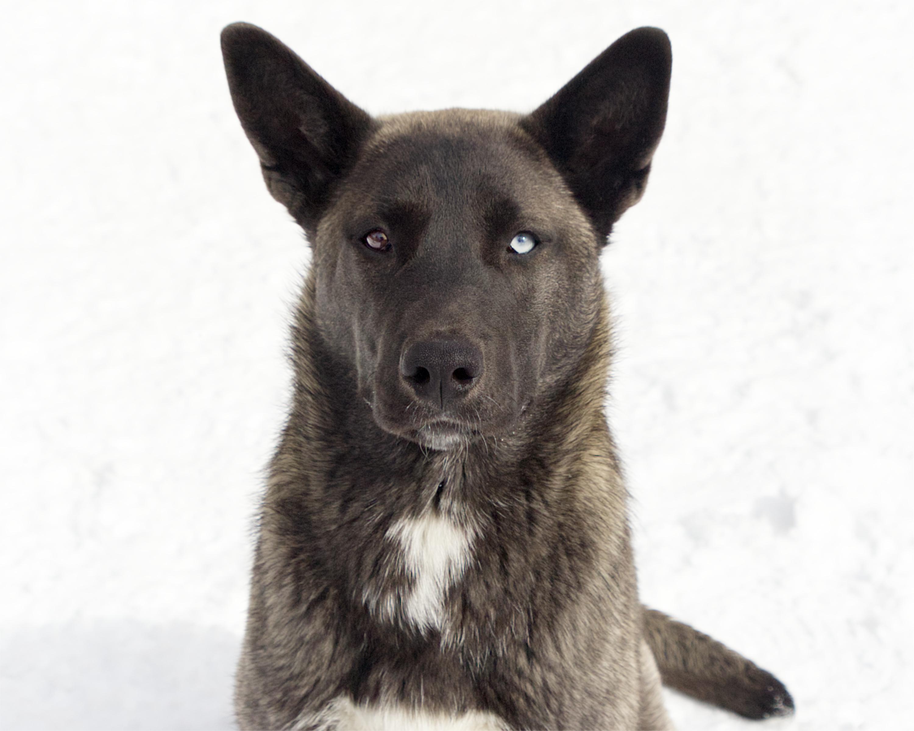 Troy, an adoptable mixed breed in Winnipeg, MB image 1/3