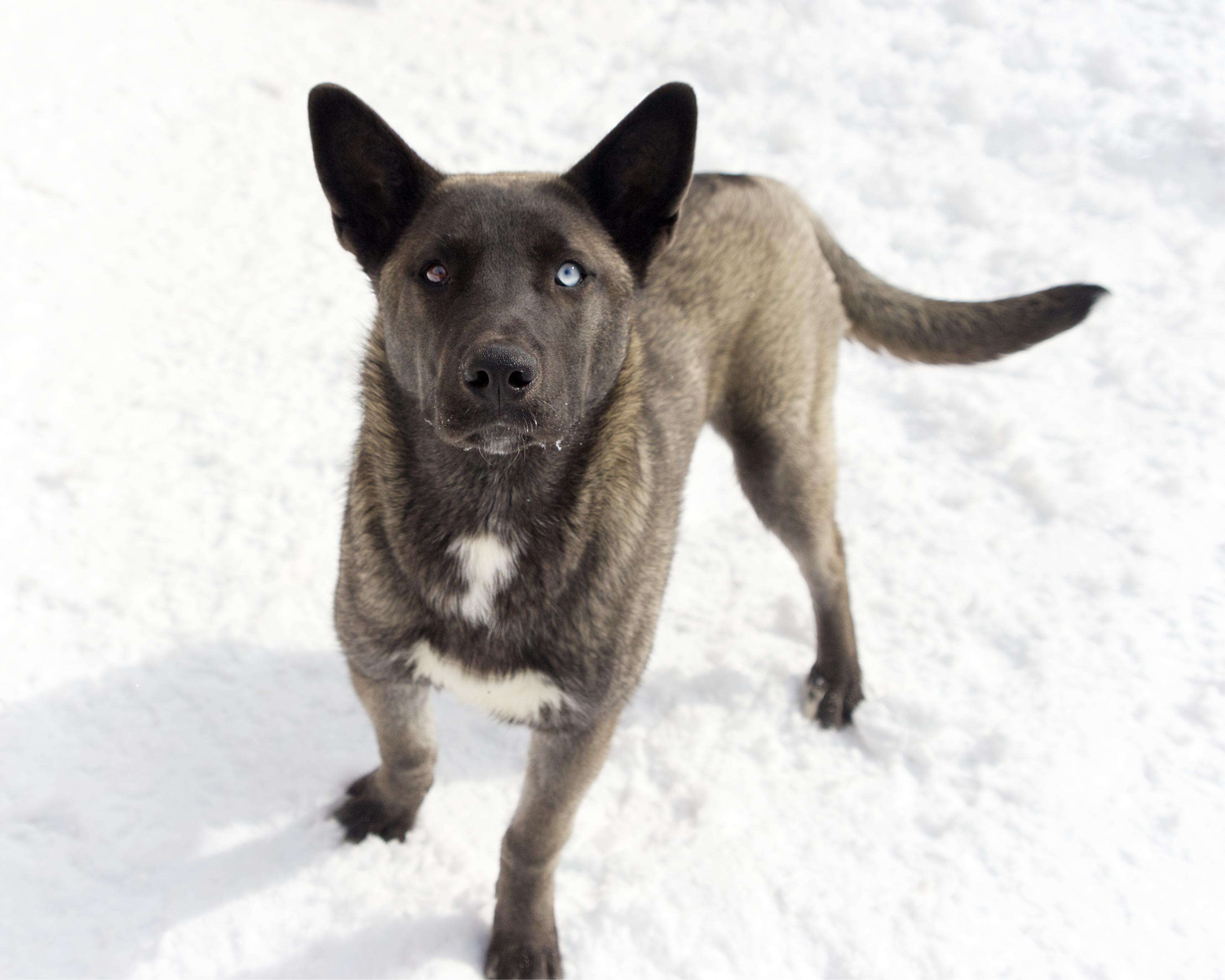 Troy, an adoptable mixed breed in Winnipeg, MB image 2/3