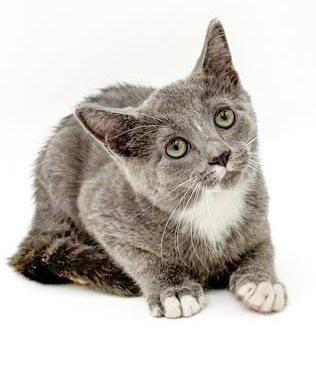 Remarkable Remington - He's THE CUTEST and sweetest, Adoptable, Kitten Male Russian Blue & Turkish Van.