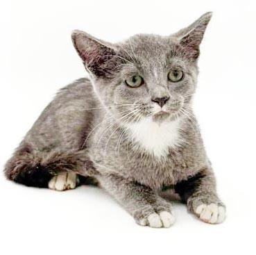 Enlarge Remarkable Remington - He's THE CUTEST and sweetest, a Adoptable mixed breed in Bedford Hills, NY image 5/6