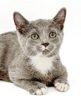 Enlarge Remarkable Remington - He's THE CUTEST and sweetest, a Adoptable mixed breed in Bedford Hills, NY image 3/6
