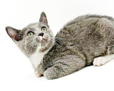 Enlarge Remarkable Remington - He's THE CUTEST and sweetest, a Adoptable mixed breed in Bedford Hills, NY image 4/6