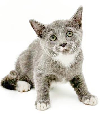 Enlarge Remarkable Remington - He's THE CUTEST and sweetest, a Adoptable mixed breed in Bedford Hills, NY image 2/6