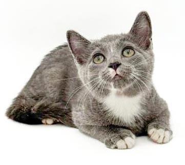 Enlarge Remarkable Remington - He's THE CUTEST and sweetest, a Adoptable mixed breed in Bedford Hills, NY image 6/6