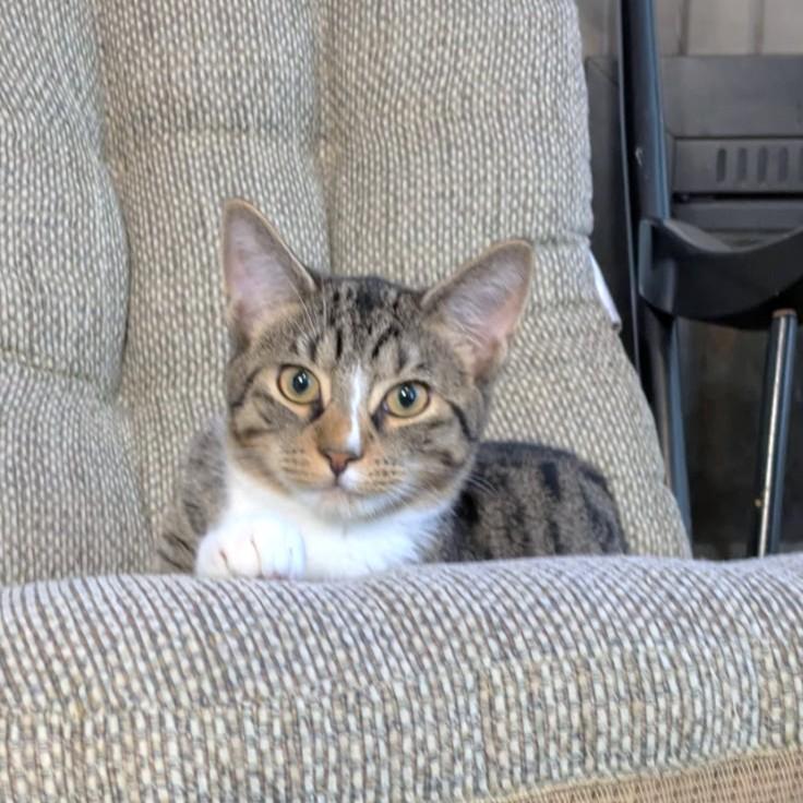 HILARIOUS HAM - THE CENTER OF ATTENTION!, a Adoptable mixed breed in Danbury, CT image 1/6