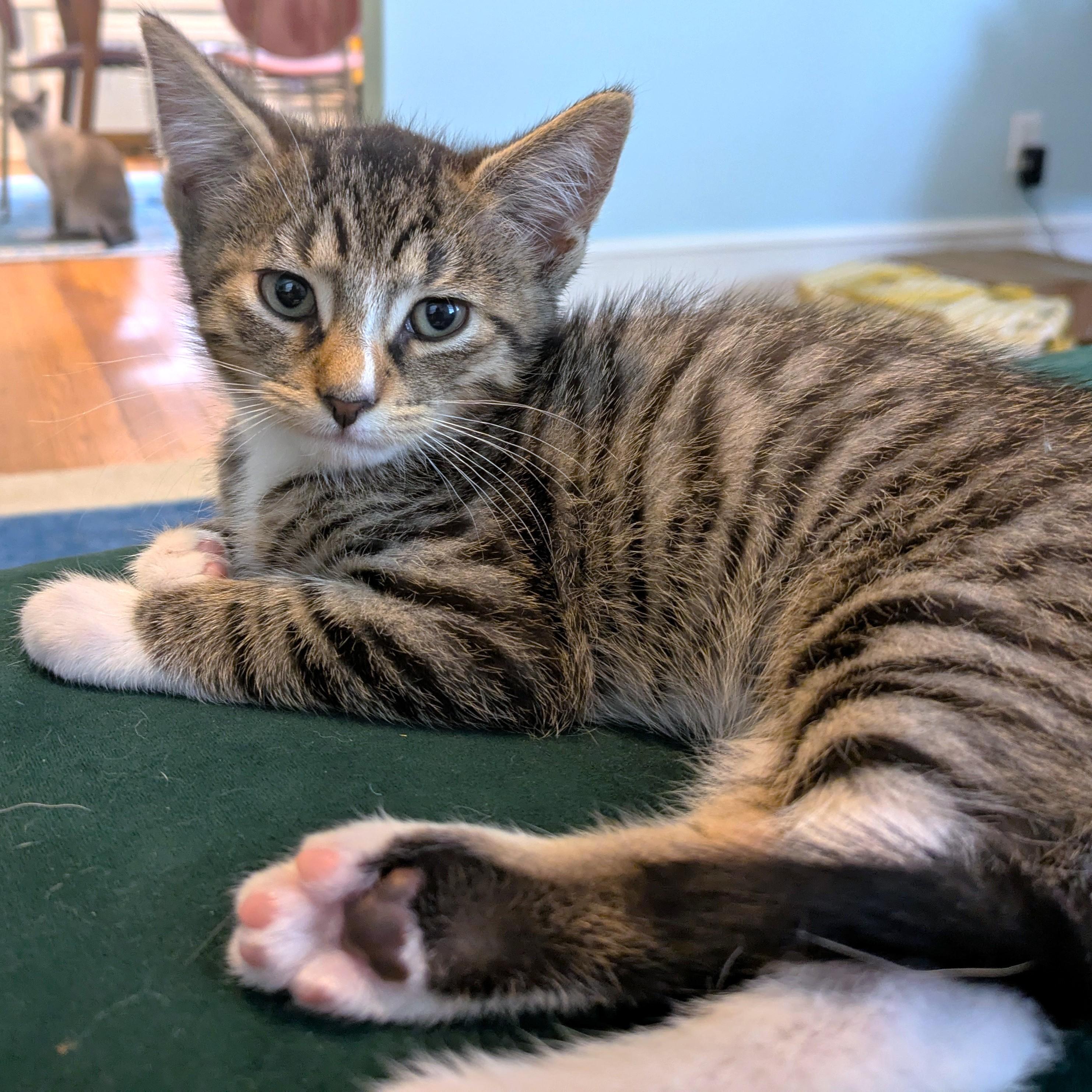 HILARIOUS HAM - THE CENTER OF ATTENTION!