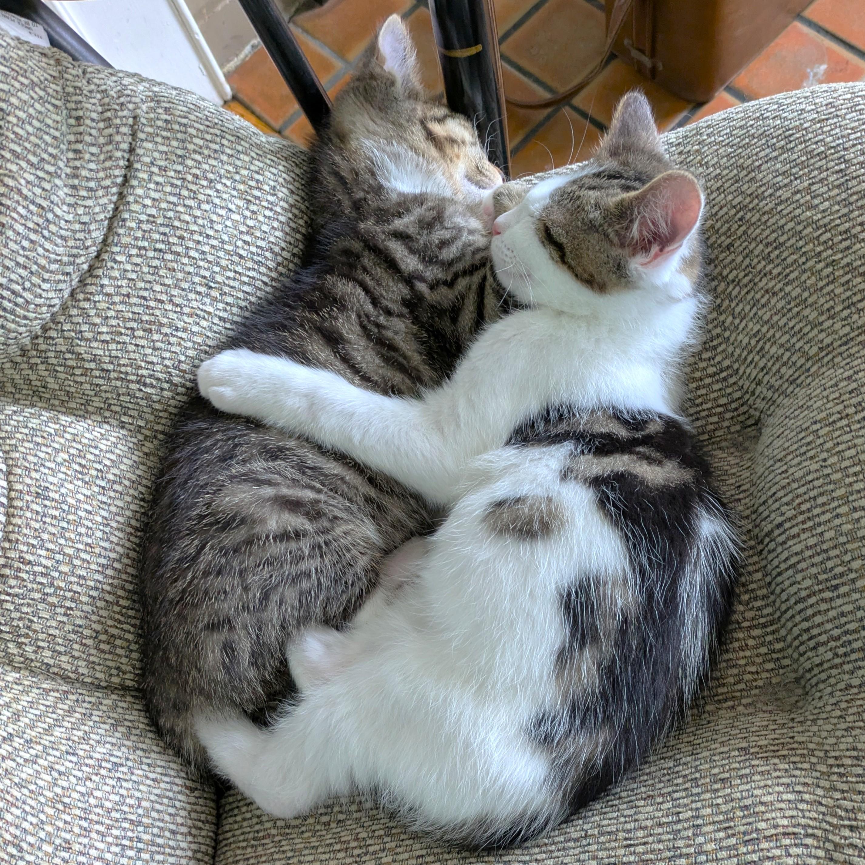 HILARIOUS HAM - THE CENTER OF ATTENTION!