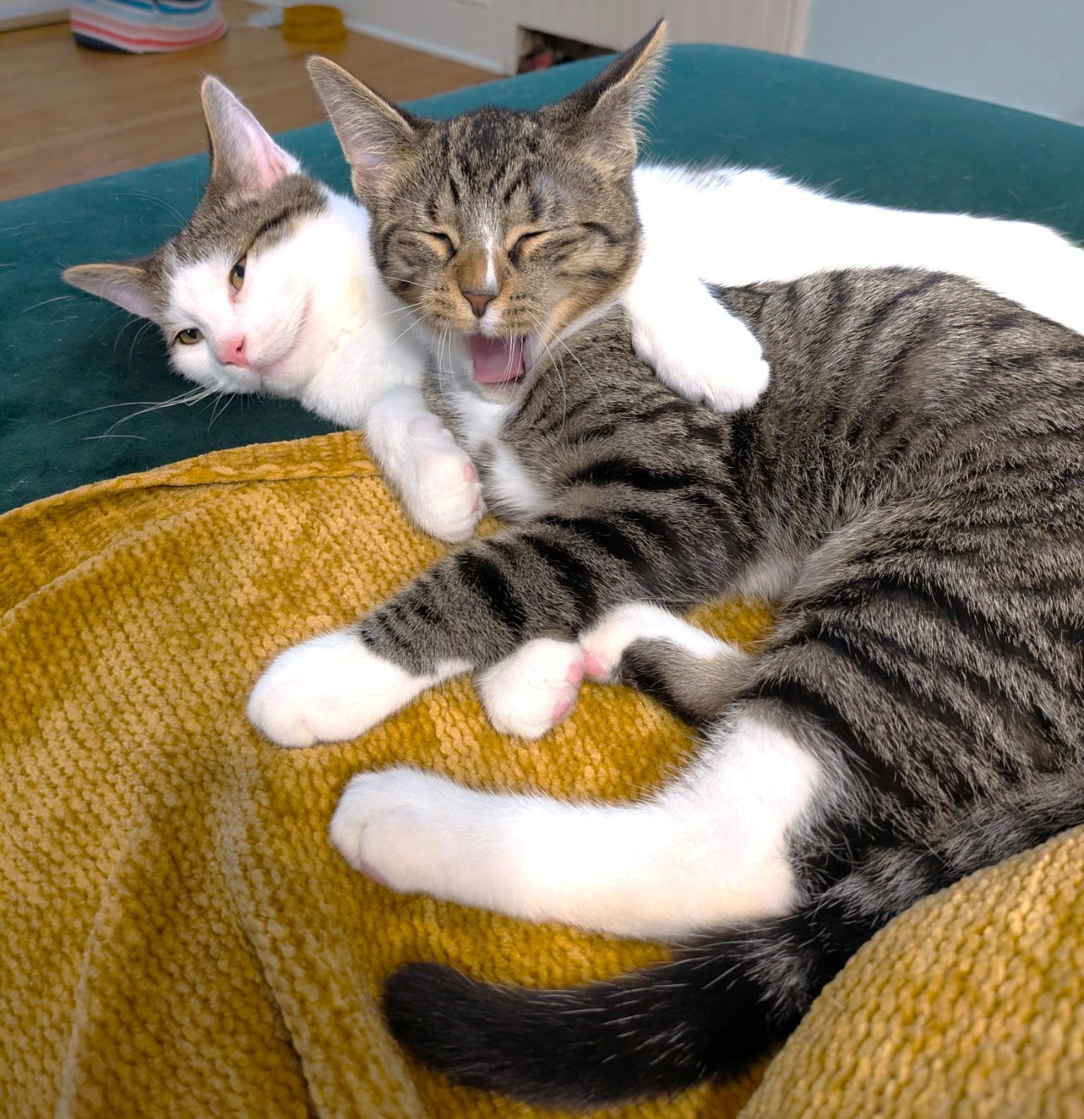 HILARIOUS HAM - THE CENTER OF ATTENTION!