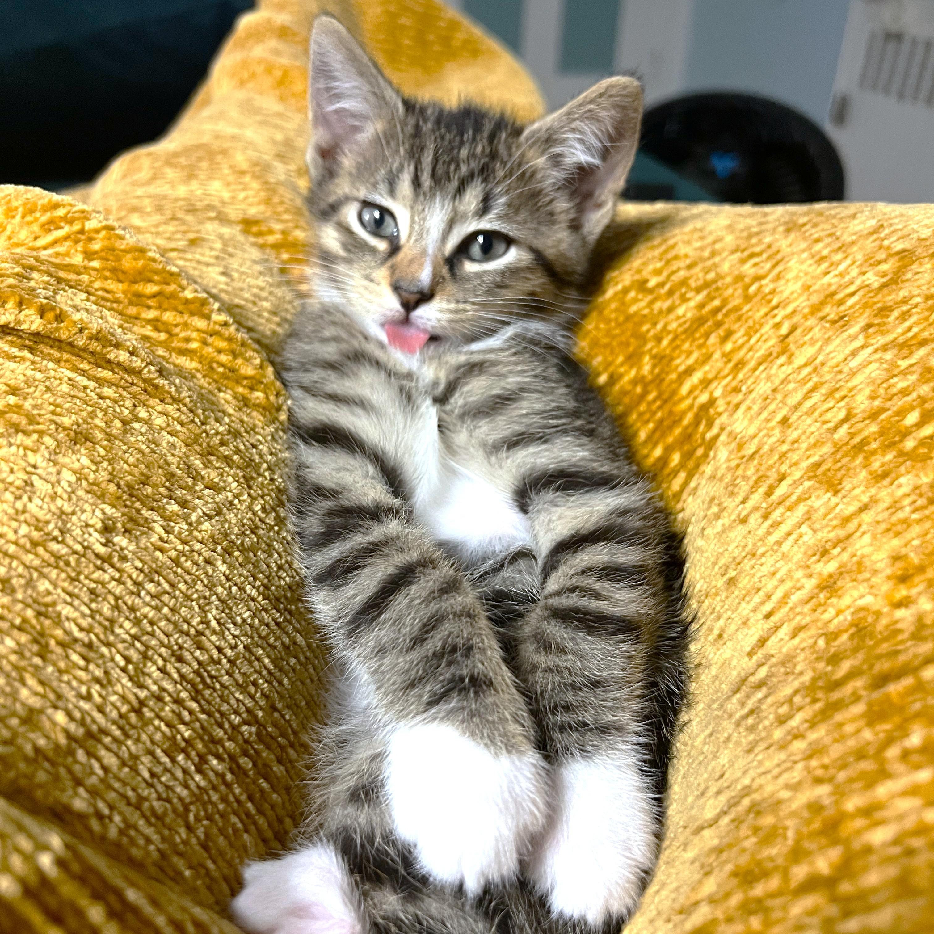 HILARIOUS HAM - THE CENTER OF ATTENTION!