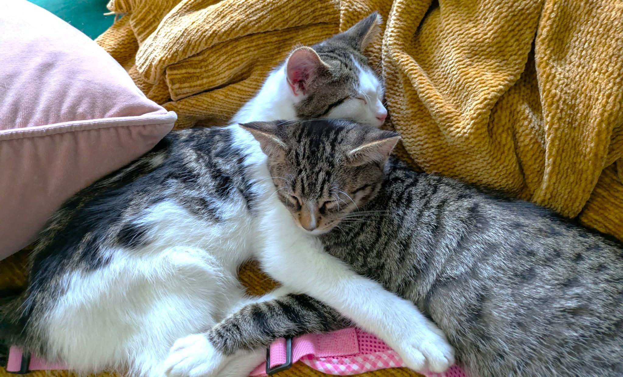 HILARIOUS HAM - THE CENTER OF ATTENTION!