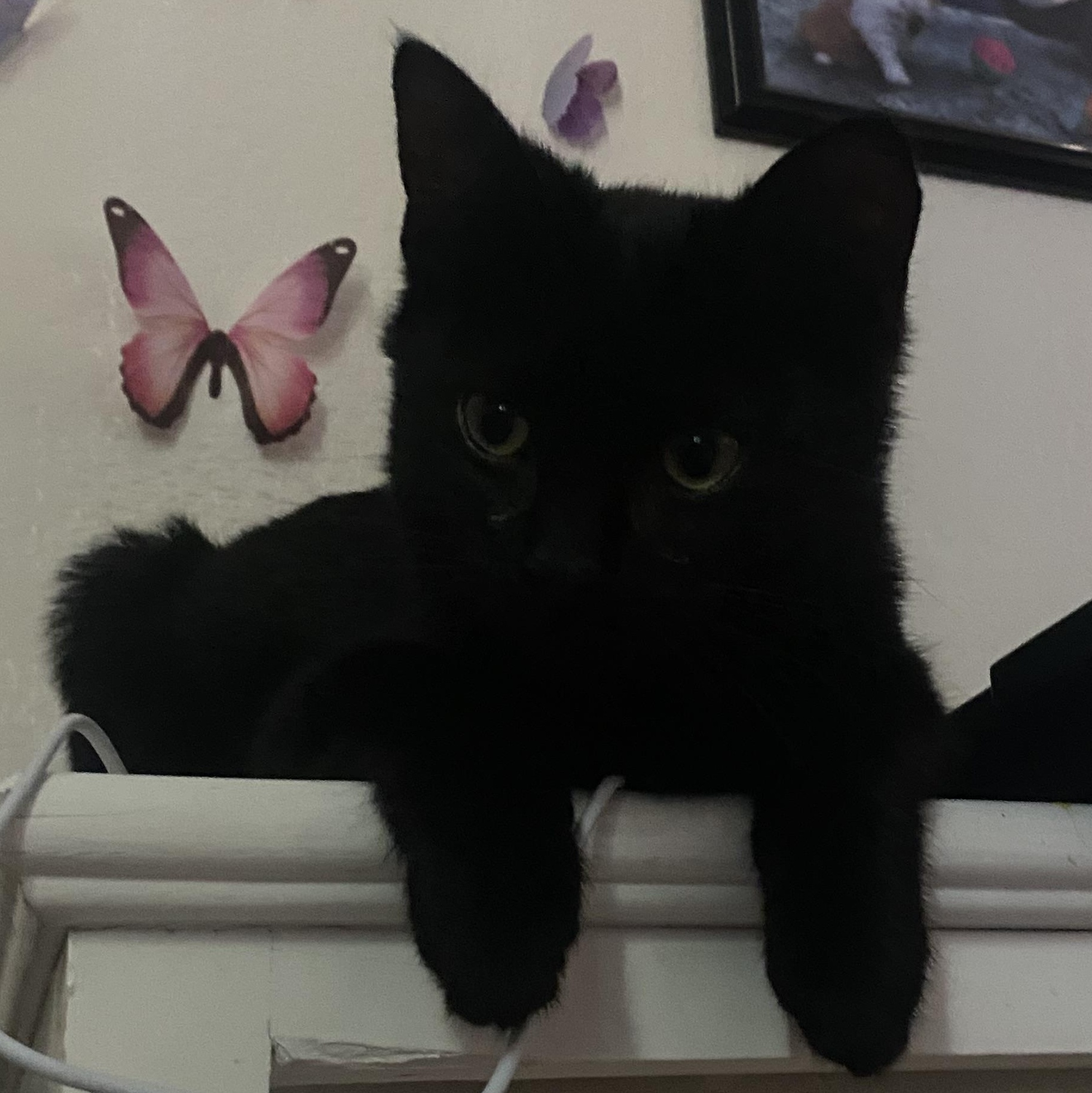 Enlarge Sake, a Adopted Domestic Short Hair in Stockbridge, MI image 4/4