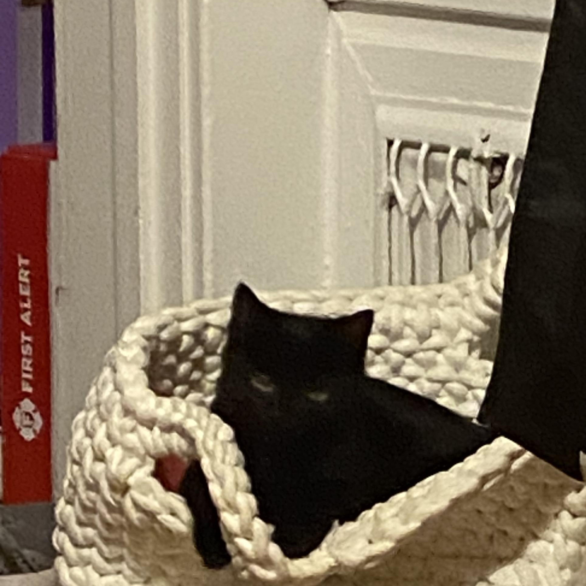 Enlarge Sake, a Adopted Domestic Short Hair in Stockbridge, MI image 3/4