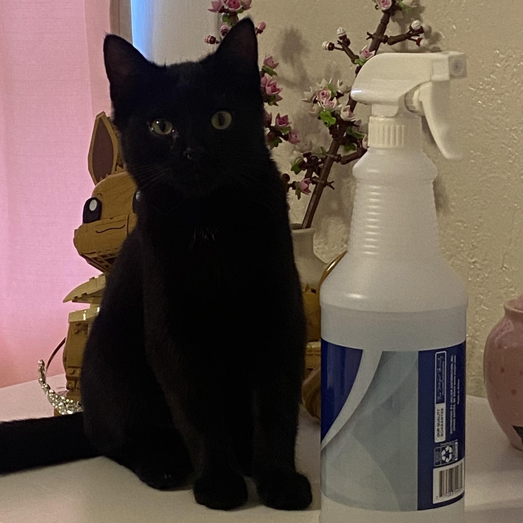 Sake, Adopted, Kitten Male Domestic Short Hair.