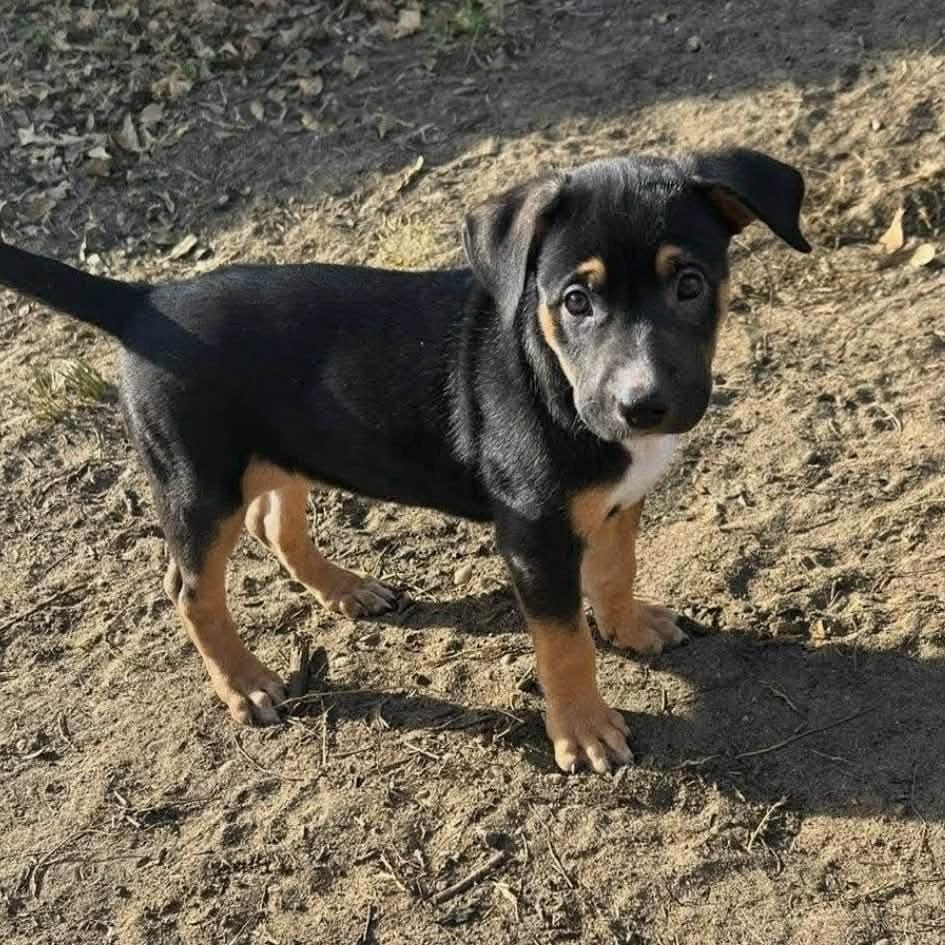 Enlarge Amidala, a Adoptable mixed breed in Griswold, CT image 1/6