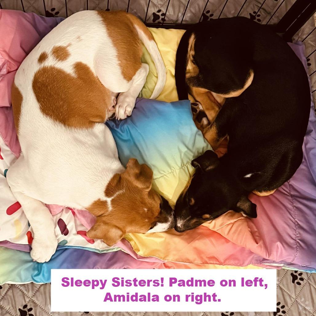 Enlarge Amidala, a Adoptable mixed breed in Griswold, CT image 2/6