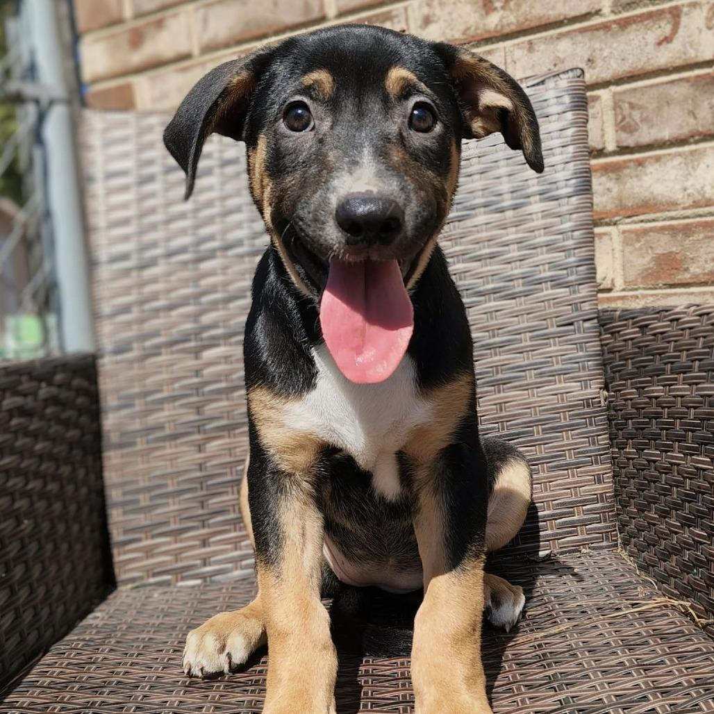 Enlarge Amidala, a Adoptable mixed breed in Griswold, CT image 3/6