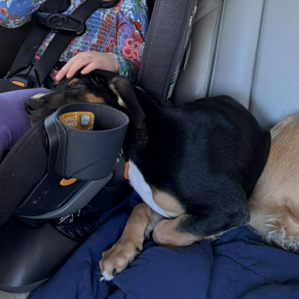 Enlarge Amidala, a Adoptable mixed breed in Griswold, CT image 4/6