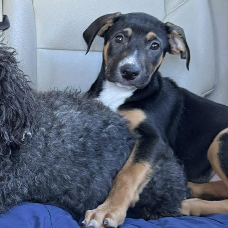 Enlarge Amidala, a Adoptable mixed breed in Griswold, CT image 5/6