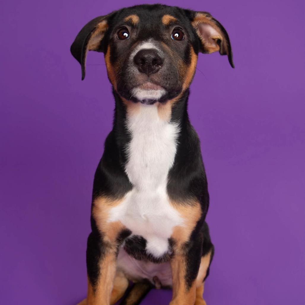 Enlarge Amidala, a Adoptable mixed breed in Griswold, CT image 6/6