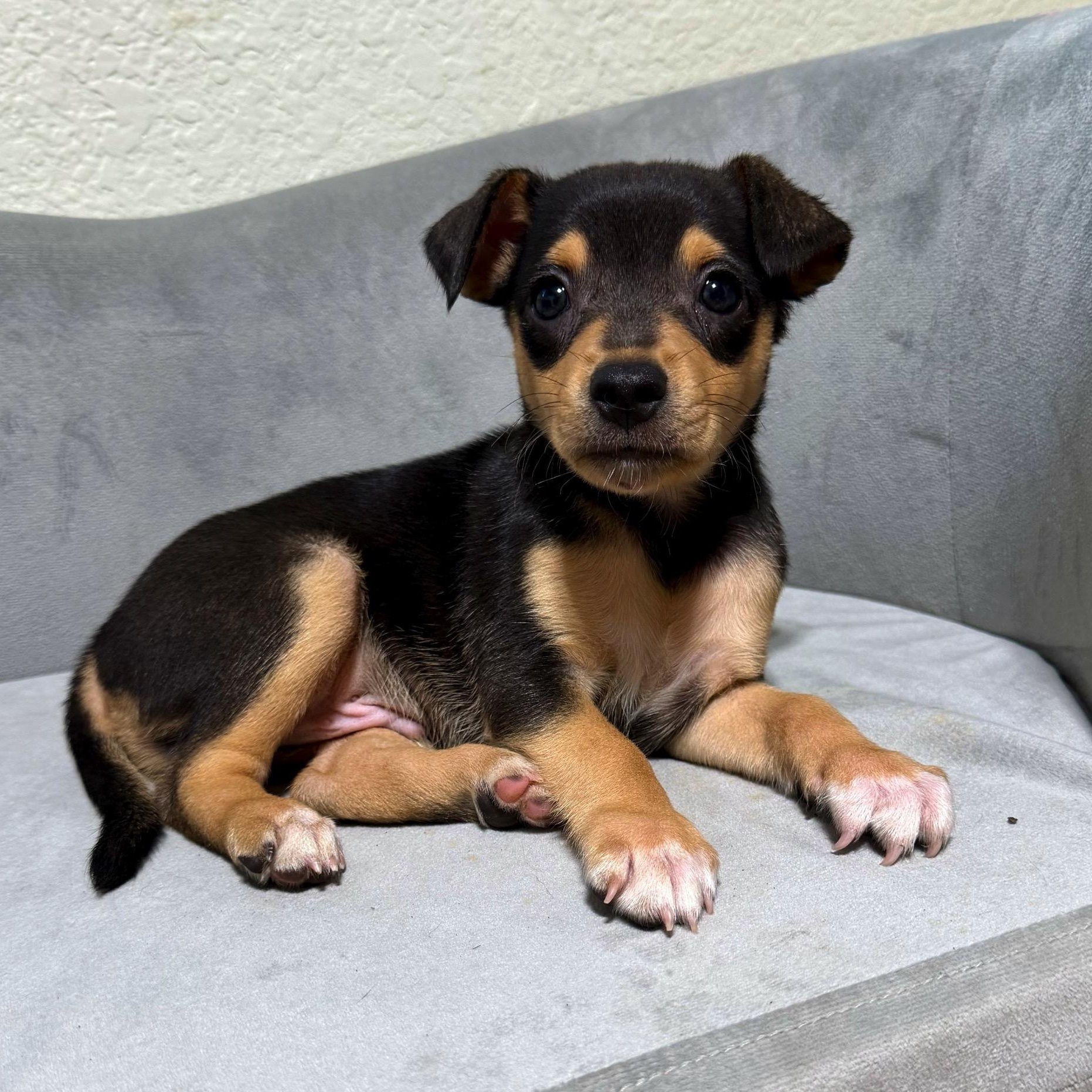 Enlarge Onyx, a Adoptable mixed breed in High Ridge, MO image 1/4