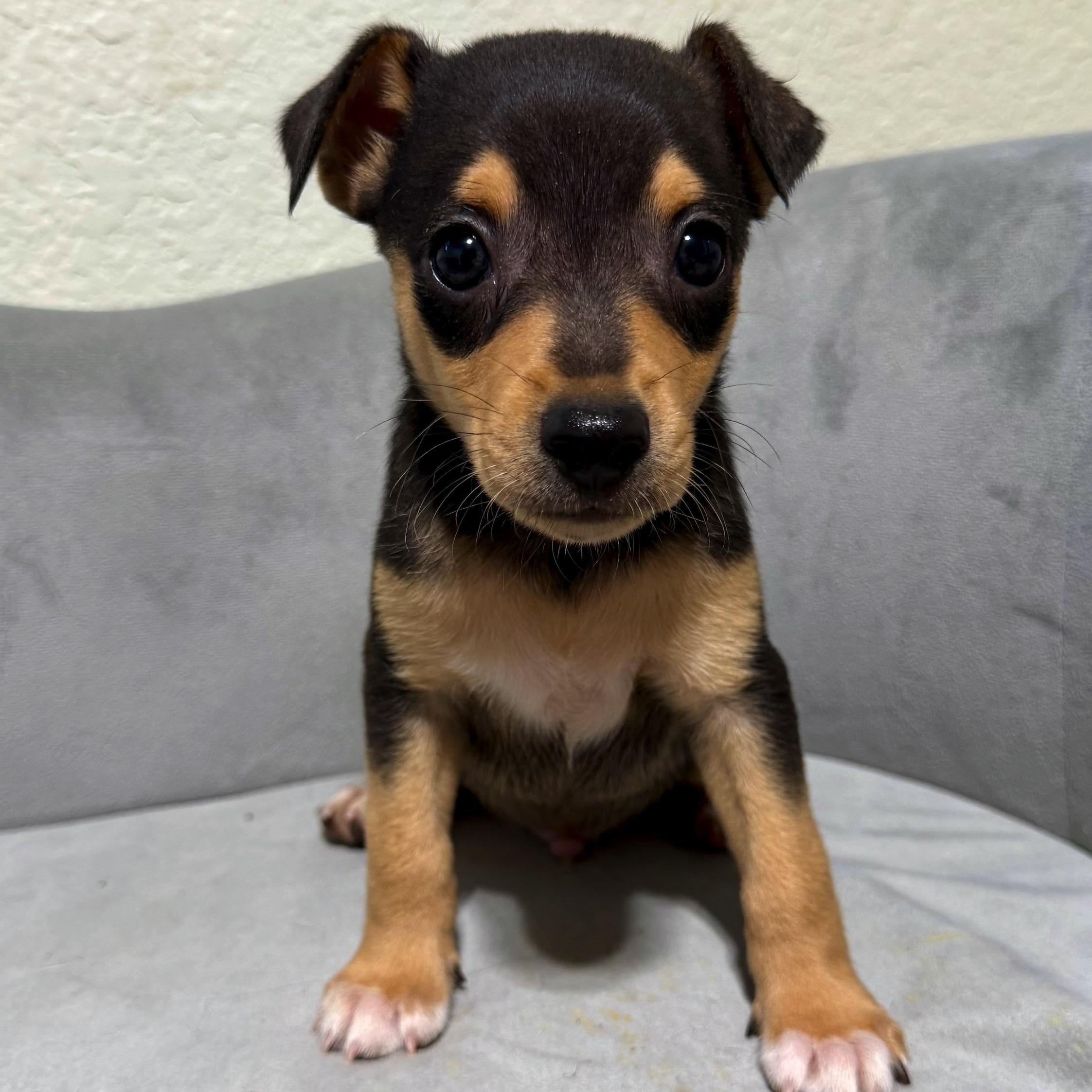 Enlarge Onyx, a Adoptable mixed breed in High Ridge, MO image 2/4