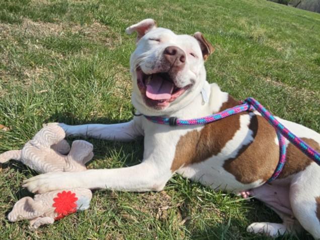 CICI**, Adoptable, Adult Female Pit Bull Terrier & Mixed Breed.