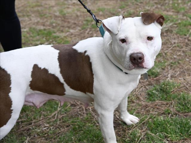 Enlarge CICI**, a Adoptable mixed breed in Chapel Hill, NC image 1/1