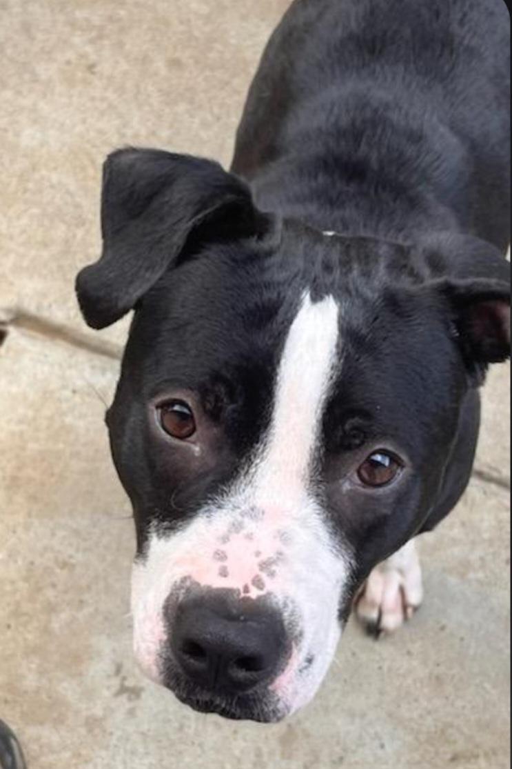 Amelia, an adopted mixed breed in Bristow, OK image 2/5