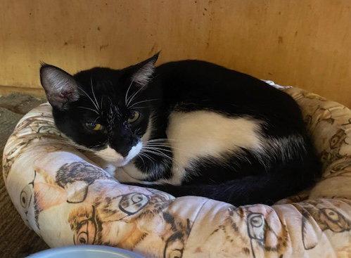 Kureha, Adoptable, Adult Male Domestic Short Hair.