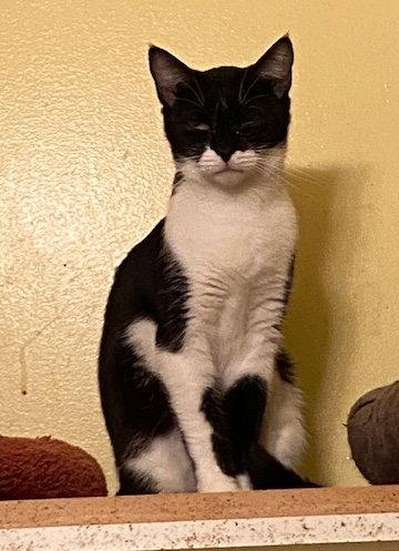 Kureha, a Adoptable Domestic Short Hair in Escondido, CA image 2/2