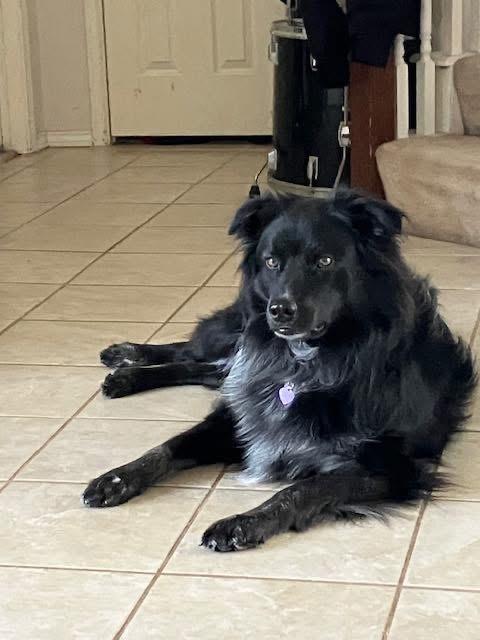 Pancho, an adoptable mixed breed in Benbrook, TX image 1/3