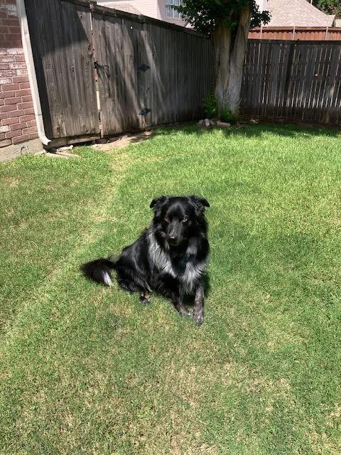 Pancho, an adoptable mixed breed in Benbrook, TX image 2/3