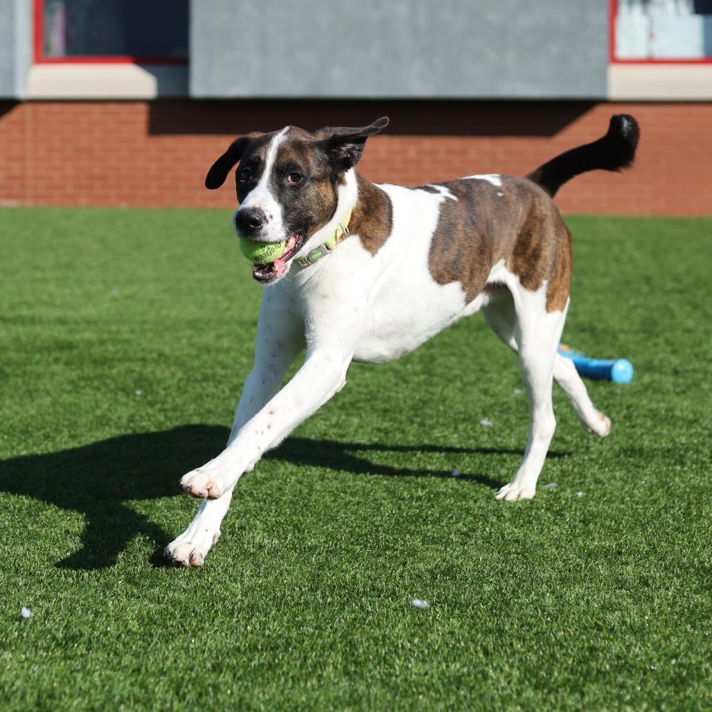 Enlarge Kodiak, a Adoptable Mixed Breed in Evansville, IN image 1/6