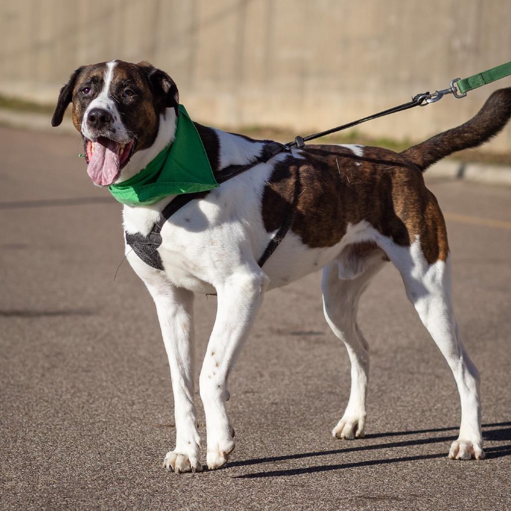 Kodiak, a Adoptable mixed breed in Evansville, IN image 2/6
