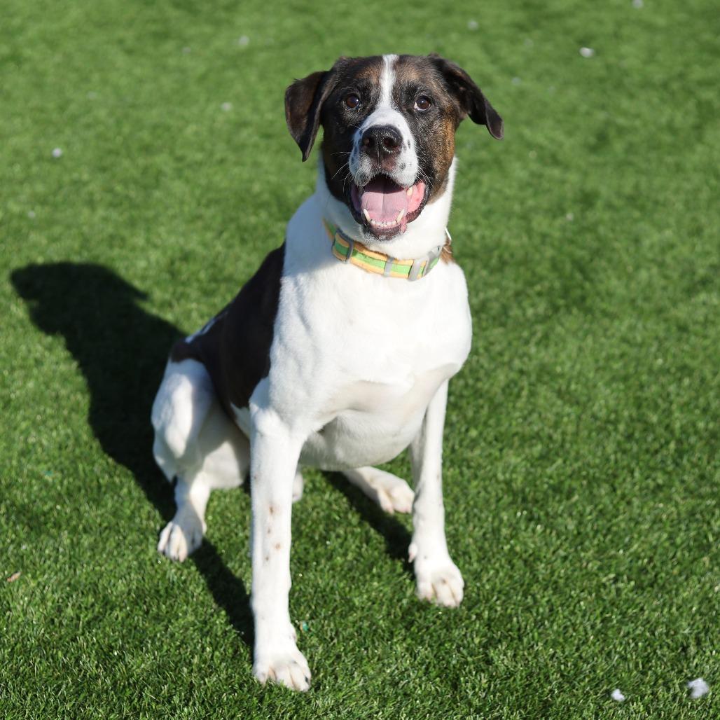 Enlarge Kodiak, a Adoptable Mixed Breed in Evansville, IN image 2/6