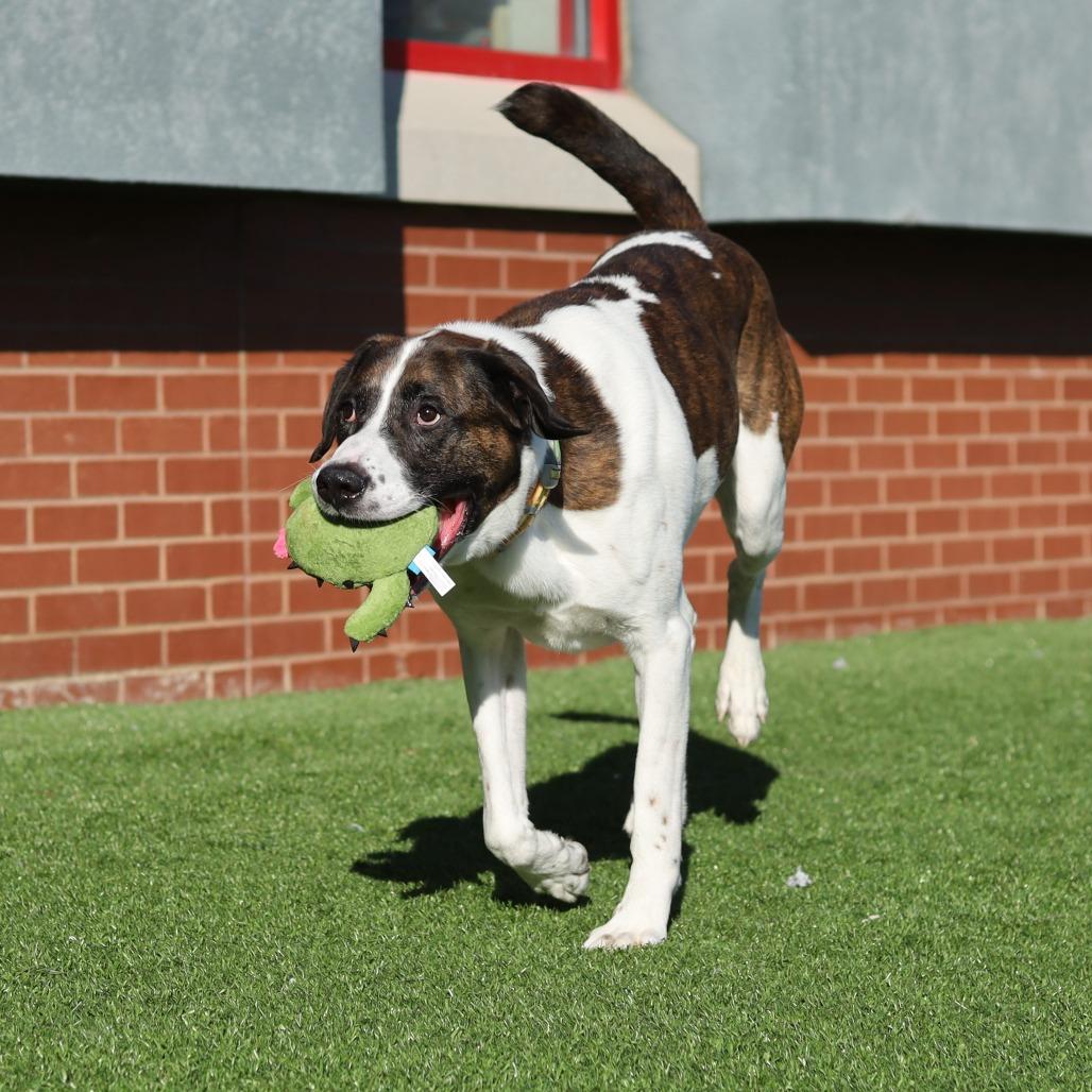 Enlarge Kodiak, a Adoptable Mixed Breed in Evansville, IN image 3/6