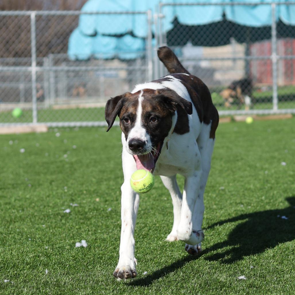 Kodiak, a Adoptable mixed breed in Evansville, IN image 4/6