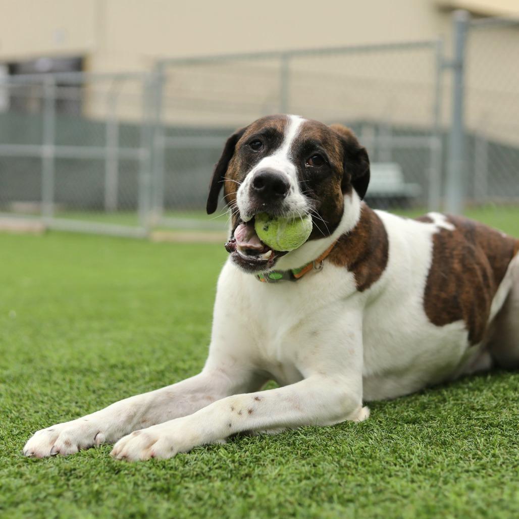 Kodiak, a Adoptable mixed breed in Evansville, IN image 5/6