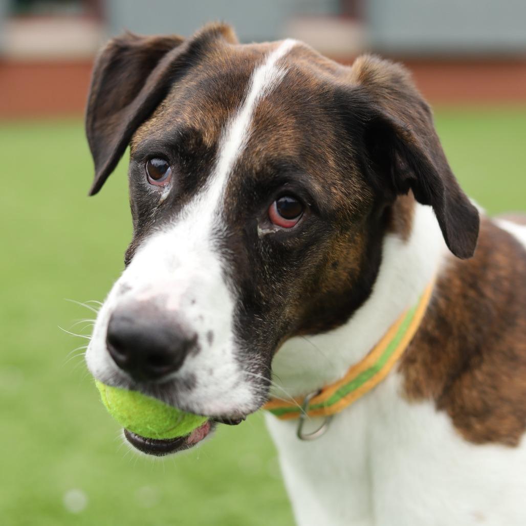 Kodiak, a Adoptable mixed breed in Evansville, IN image 6/6