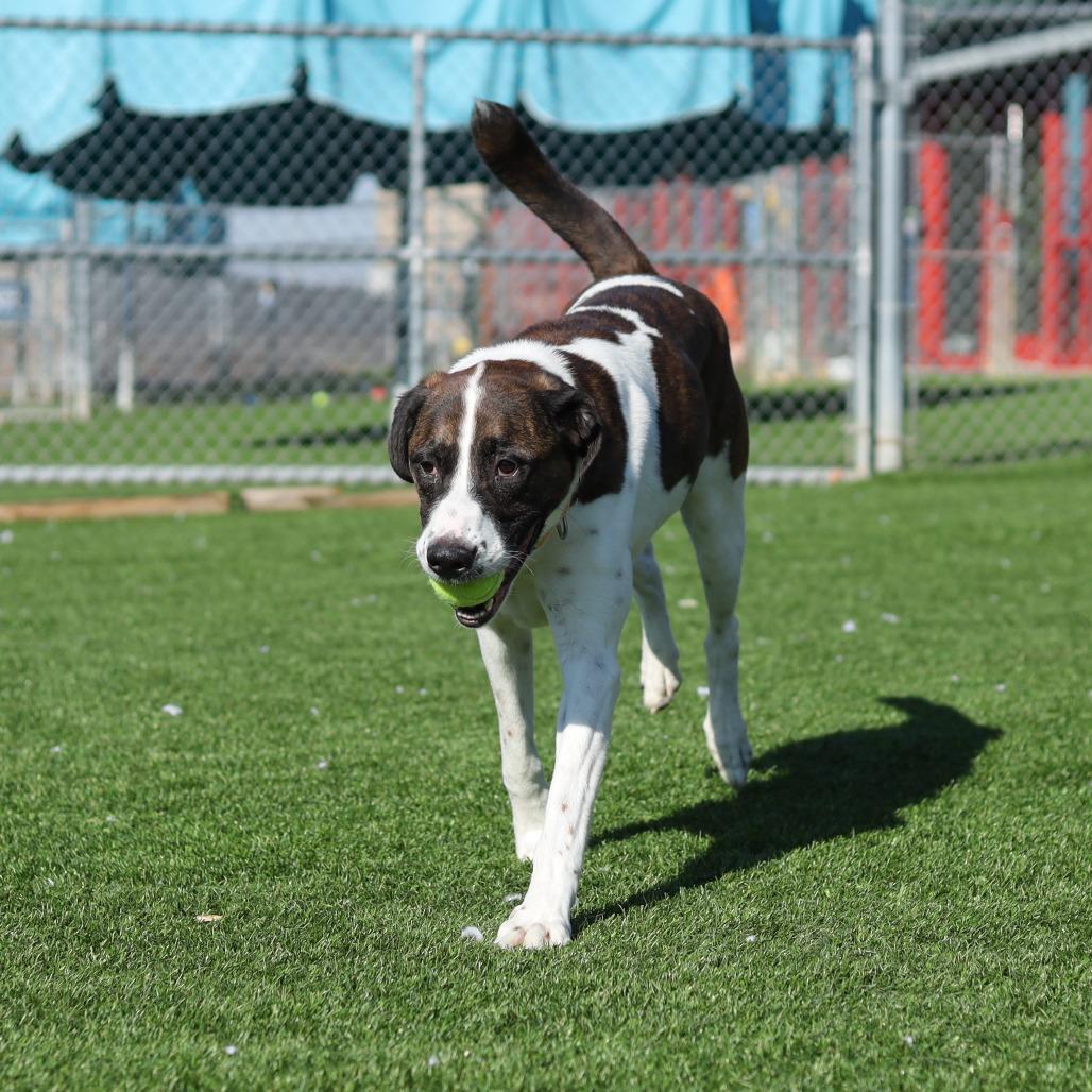 Enlarge Kodiak, a Adoptable Mixed Breed in Evansville, IN image 4/6