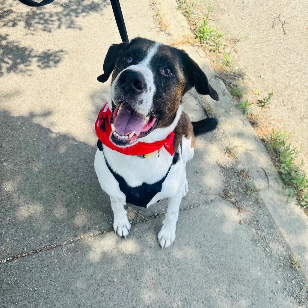 Enlarge Kodiak, a Adoptable Mixed Breed in Evansville, IN image 5/6