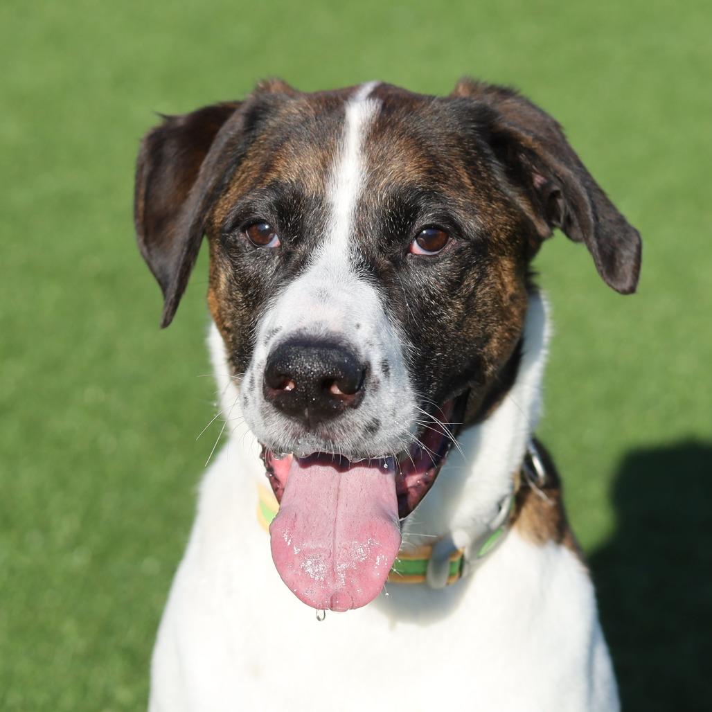 Enlarge Kodiak, a Adoptable Mixed Breed in Evansville, IN image 6/6