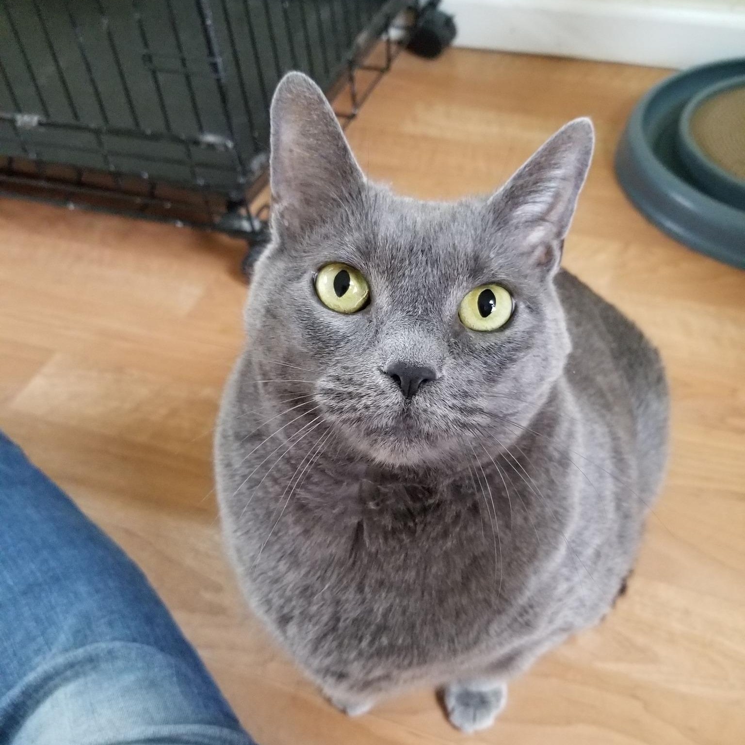 Charlotte, adopted, Adult Female Russian Blue & Domestic Short Hair.